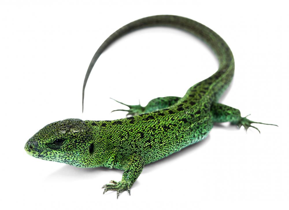 Many species of lizards may be referred to as garden lizards.