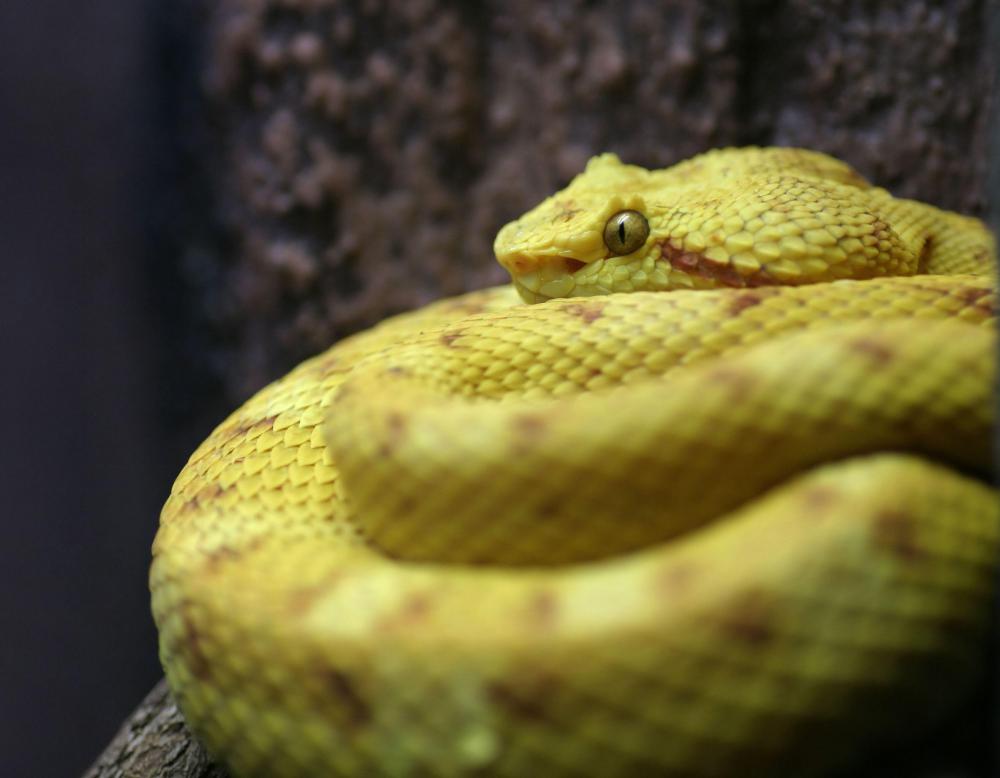 It is important to seek medical attention following any snake bite.