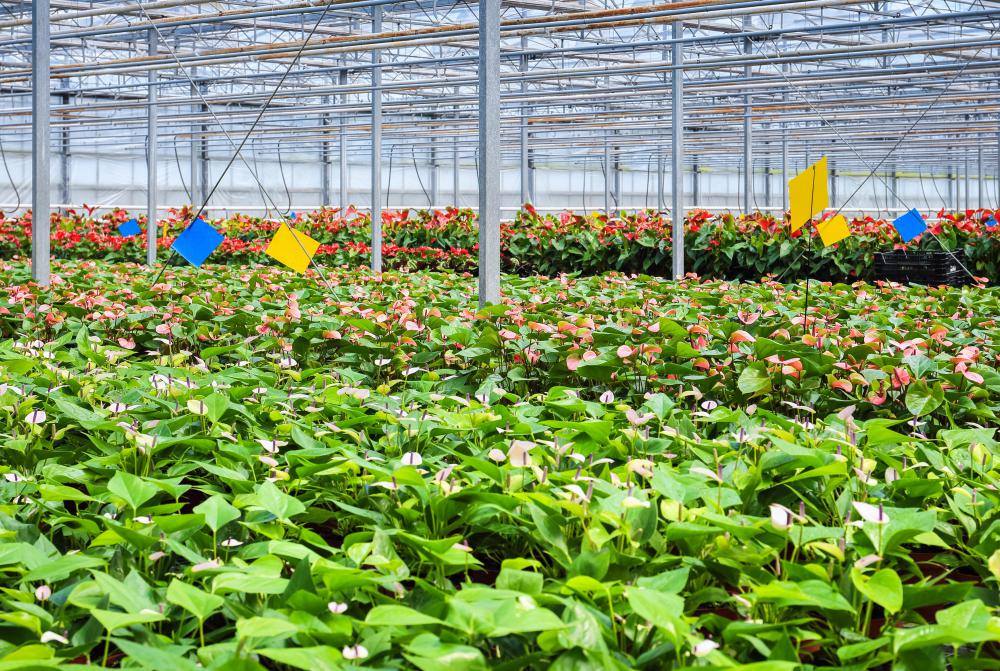 Cut flowers typically are grown in a greenhouse or nursery environment.
