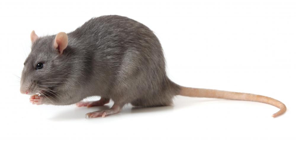 The tail vein in rats is the best place to draw blood.