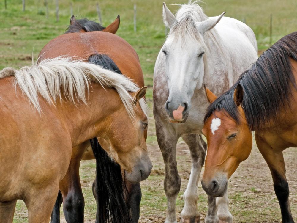 Automatic water systems for horses can cost from $300 to $800.
