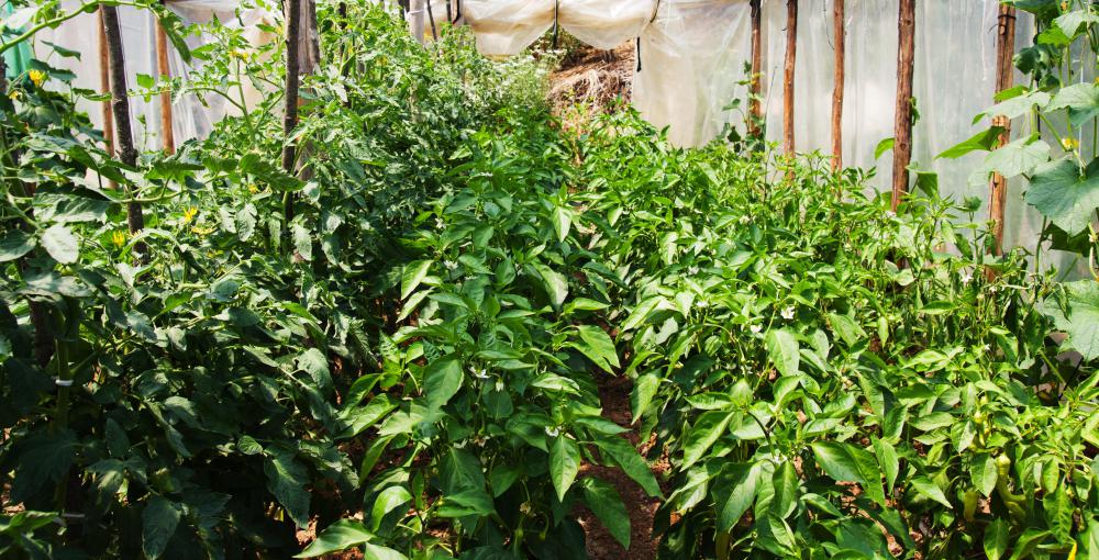 The use of GMO food crops is a controversial issue.