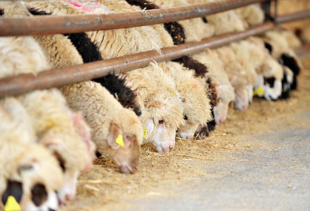 Sheep farms may need grain or hay to supplement the animals' diet.