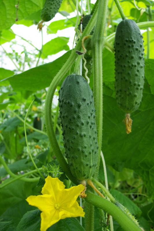 Cucumbers are members of the Cucurbitaceae family.