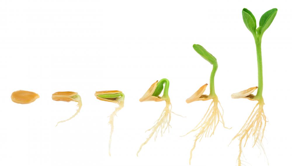 Amylase enzymes help plants develop as the seeds germinate, sprout, and root.