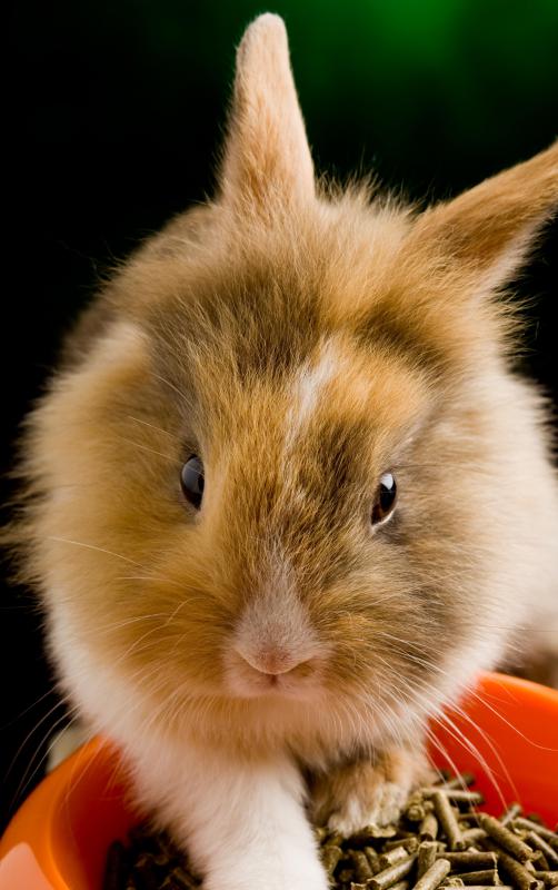 It's important to consider how your pet will be able to access their food.