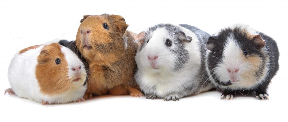 Hay is one of the main types of guinea pig foods.