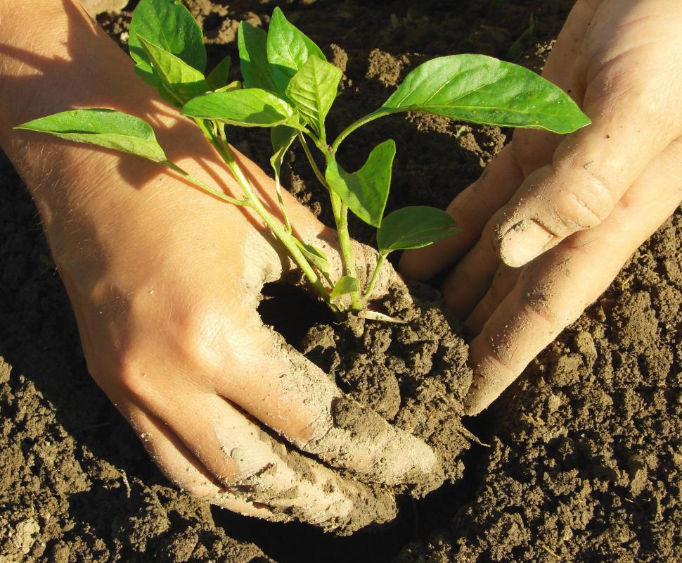 A horticulturalist works with plants.