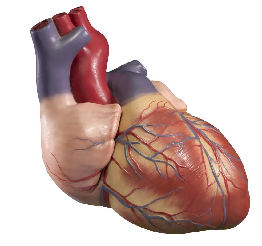 Heartworms cannot live in the human heart.