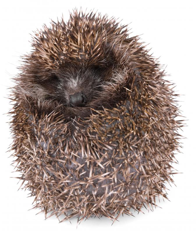 Hedgehogs are hibernating animals.