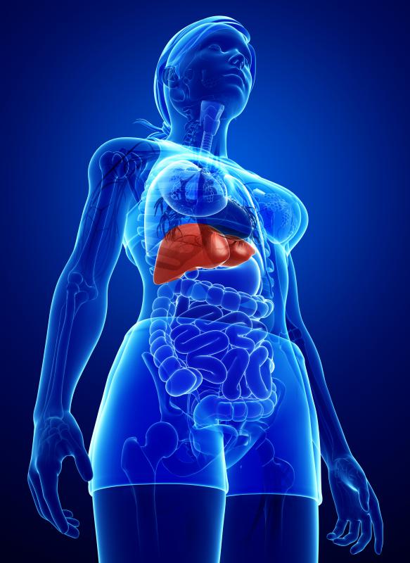 In humans and other animals, peroxisomes are often especially concentrated in the neighborhood of the liver and kidneys, the filtration centers for toxins.