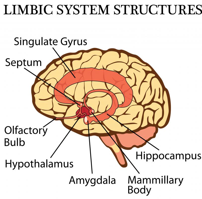 Core temperature is monitored by nerve cells in the hypothalamus of the brain.