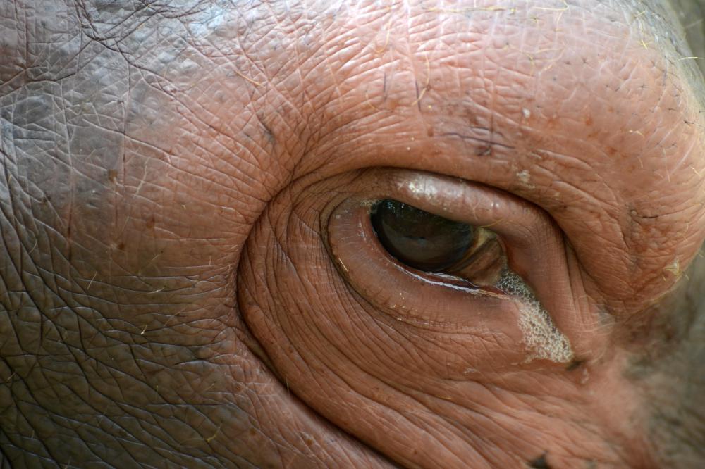 Close-up of hippopotamus head and eye.