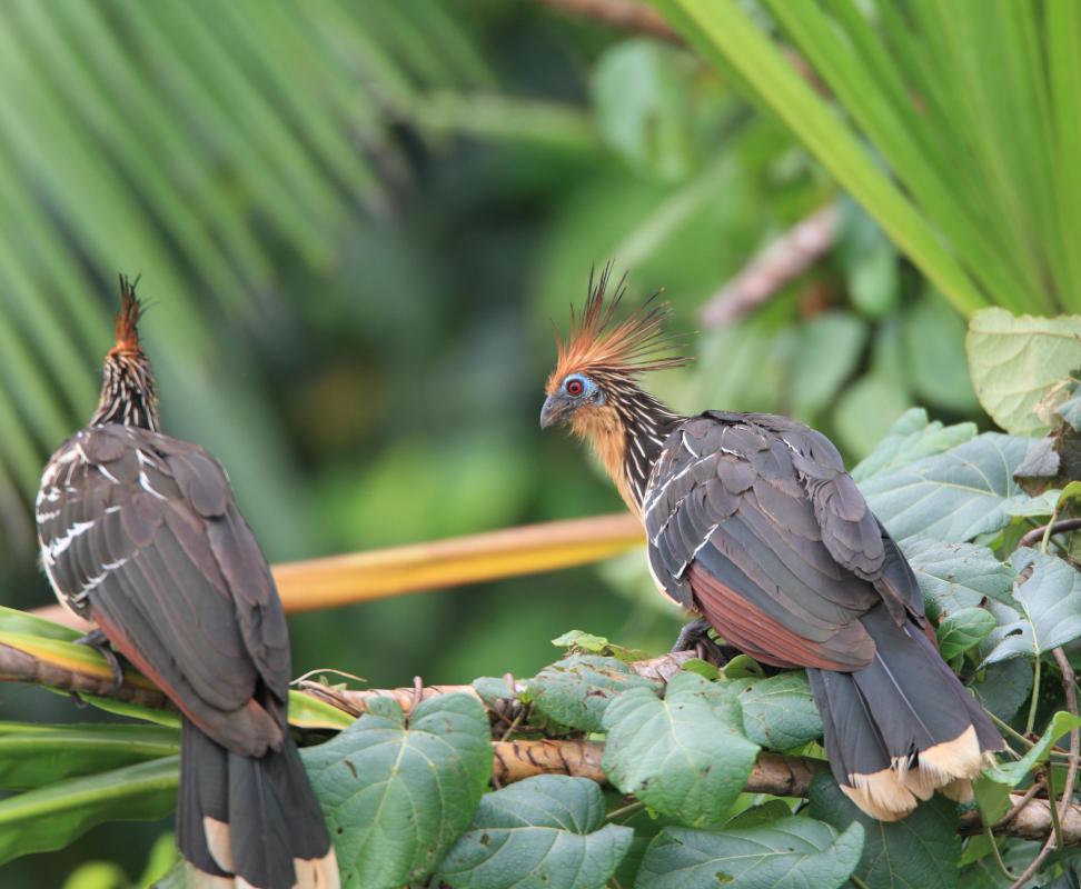 Hoatzin are in the opisthocomiformes order of bird species.