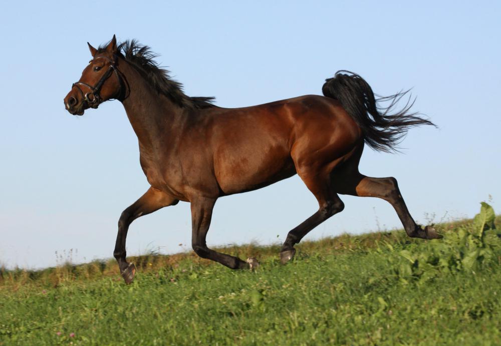 Galloping -- which is akin to sprinting -- is believed to be used by horses to escape predators.