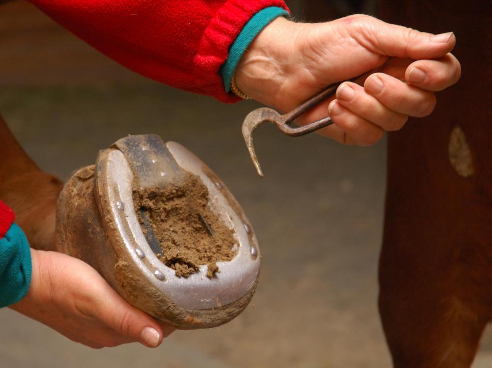 Hoof picks are used to clean a horse's hooves.