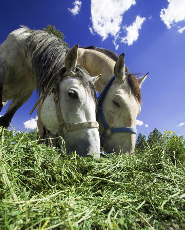 Some people involved in animal husbandry may specialize in horses.