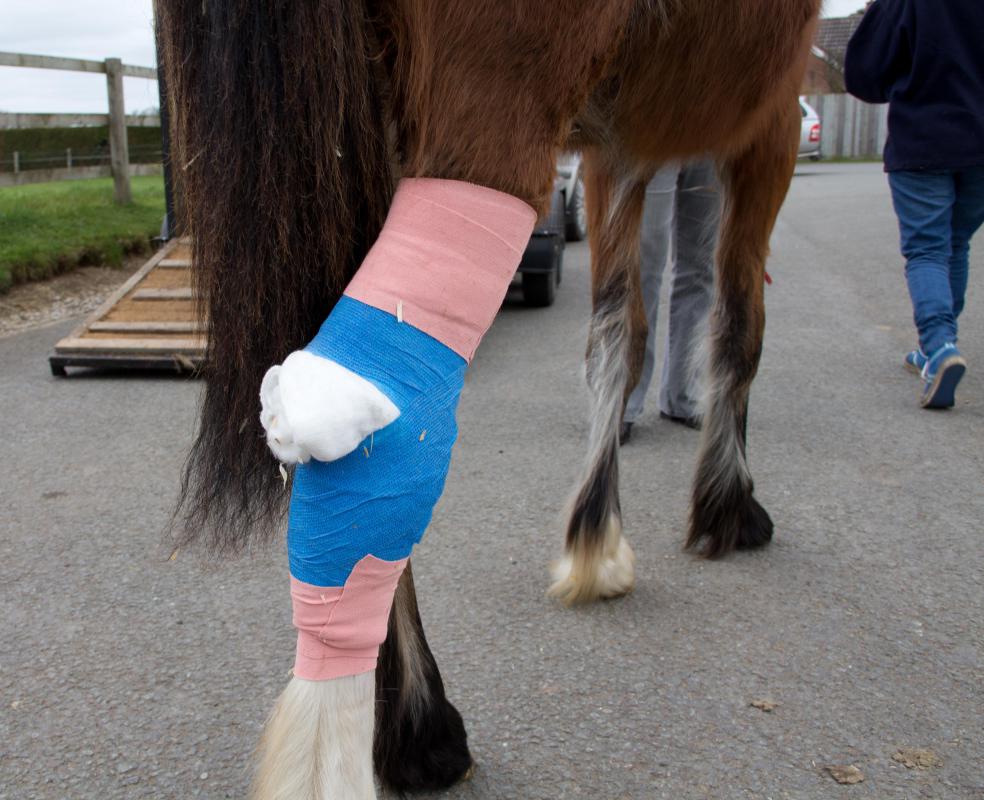 The anatomy of a horse's leg makes a break difficult to treat.