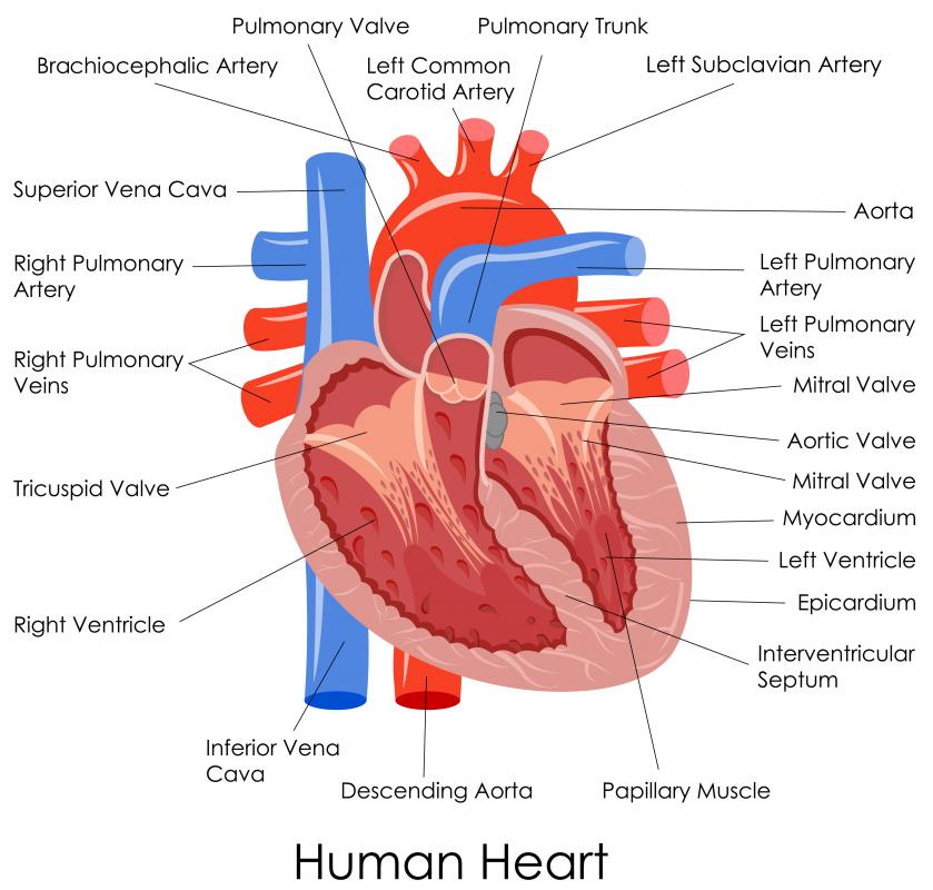 In English, the slang phrase "the cockles of my heart" is used to refer to the ventricles, typically in an expression of delight, such as, "That music warms me to the cockles of my heart."