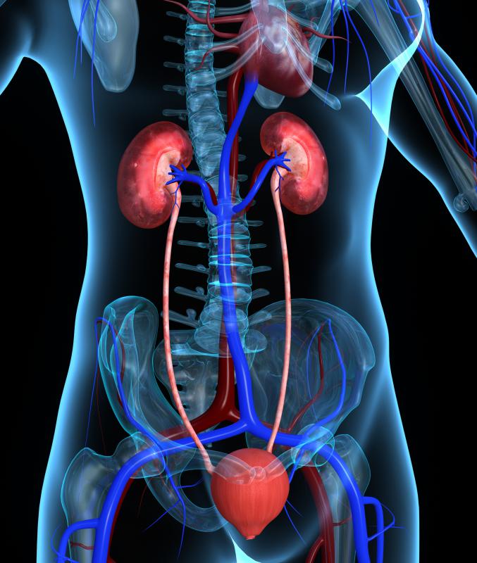 Arundinaria has been used to stimulate the kidneys.