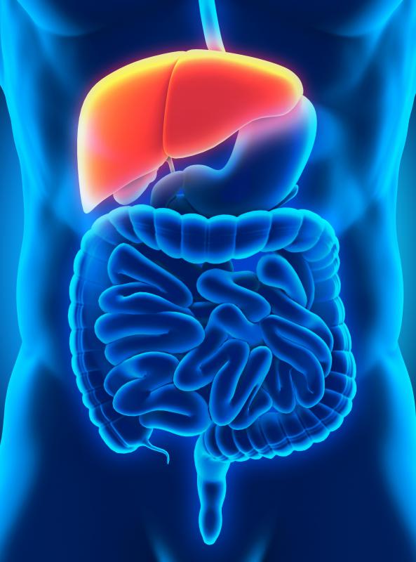 Liver fluke can infect humans.