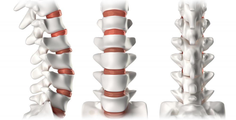 The spine protects portions of the central nervous system.