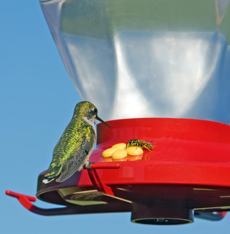 A hummingbird on a feeder.