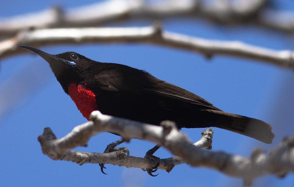 Tropical rainforests may be home to many sunbirds.