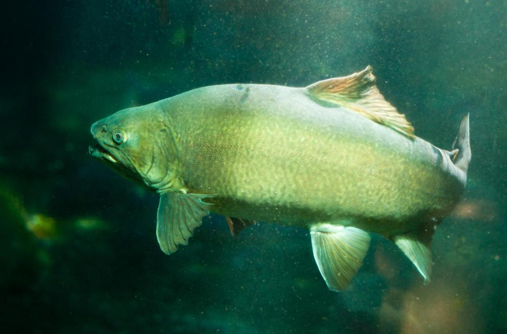 Some game fishing now includes hybrid variants of trout.