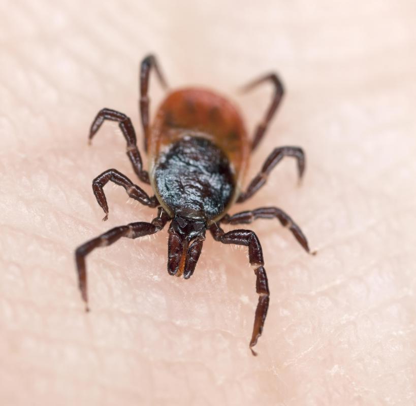 All insects have a three-part body, chitinous shell, six legs, two antennae, and compound eyes.