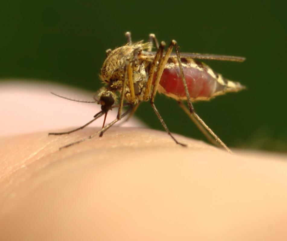 Arroyos may be treated in regions where mosquitoes transmit malaria.