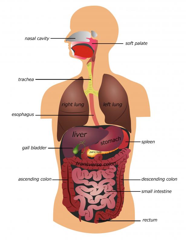 One function of the endoskeleton is to protect the internal organs and hold them in place.