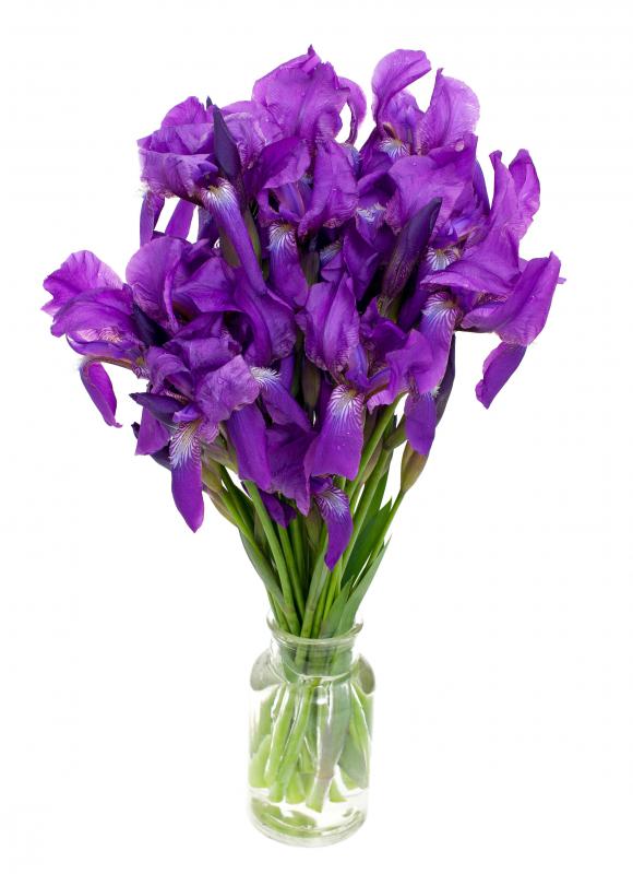 Bacterial soft rot and fungus can damage iris flowers.