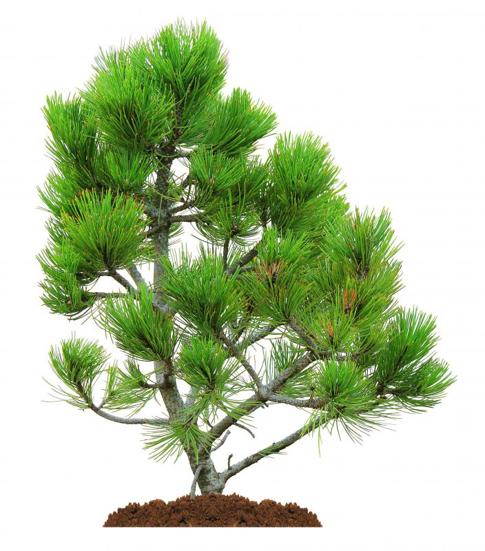Bark beetles can infest coniferous trees.