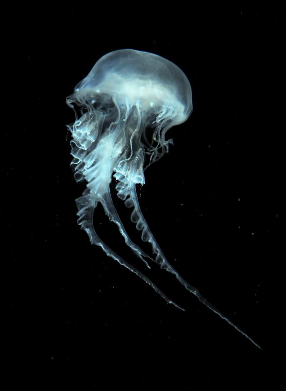 A jellyfish can have many tentacles.