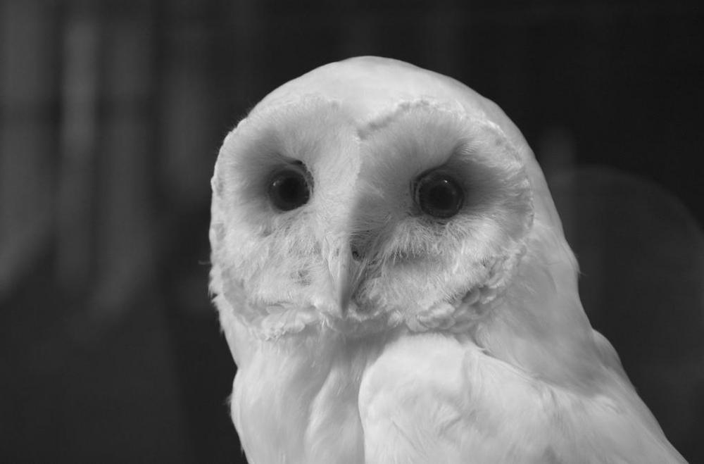 An owl pellet is made of bones, fur, teeth, and other bits of an owl's prey that has been compacted into a neat mass in the bird's gizzard.