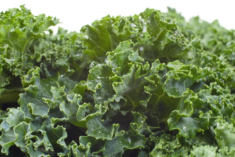 Kale, and other calcium-rich greens like chard and broccoli, make good turtle food.