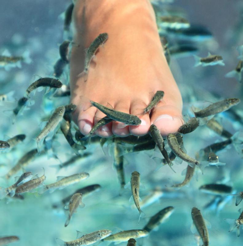 Kangal fish may be referred to as "nibbler fish" because they like to eat dead skin.