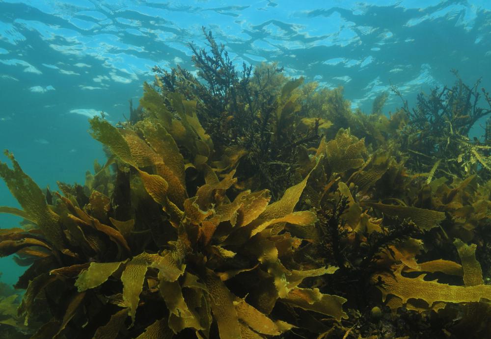 Live kelp underwater.