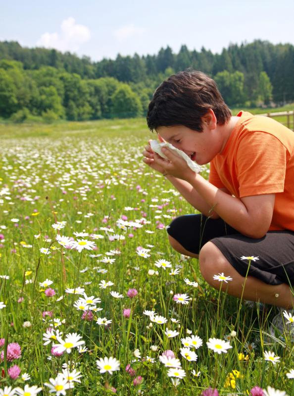 Dogs may have similar reactions as humans to seasonal allergies.