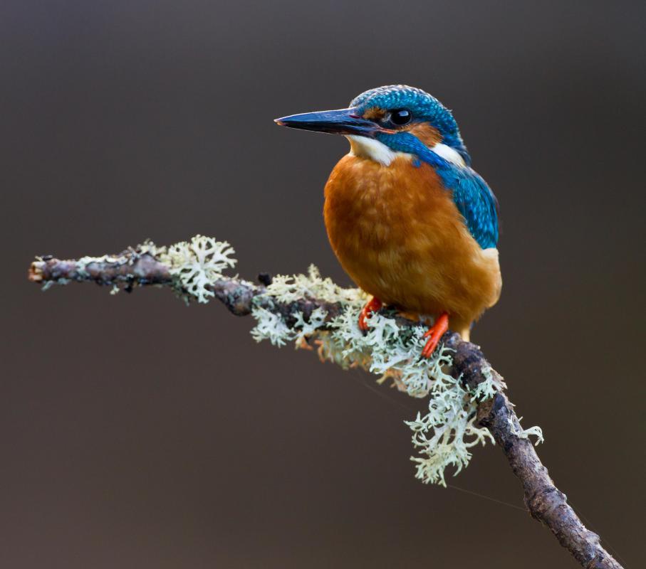Kingfishers are territorial birds, using their rattling call to warn other kingfishers away from their area.