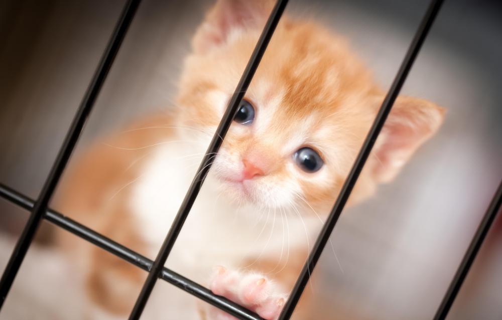Rescue shelters are an option after you have exhausted all others.
