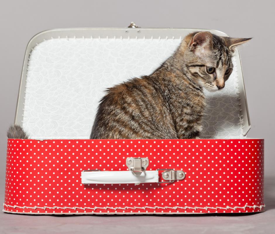 Household pets like cats and dogs sometimes do get bored.