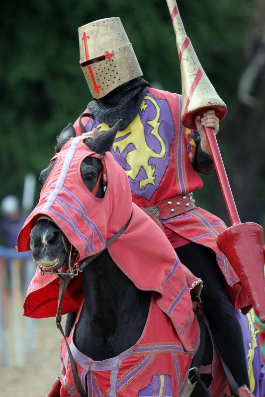 English shire horses, a type of cold-blooded horse, carried knights into battle during the middle ages.