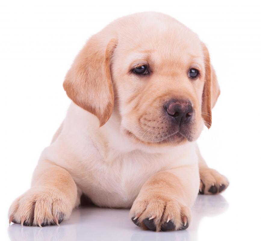 Leash training should begin as early as possible on puppies.