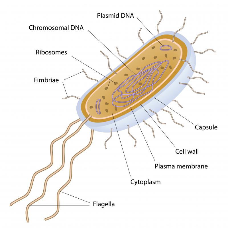 A bacterium is unicellular and has a single DNA molecule.
