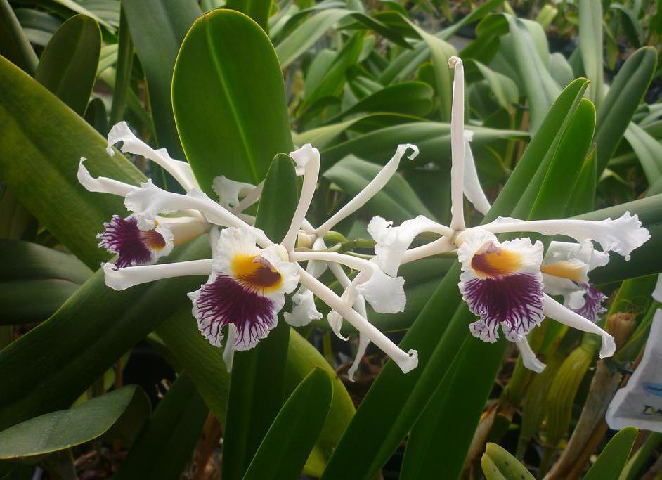The Laelia is a member of the orchid family that blooms in the spring and autumn.