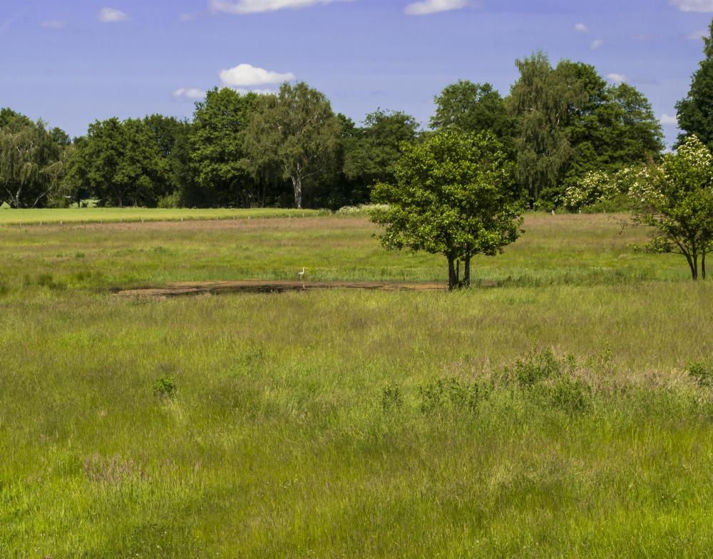 A tree line refers to the line at which trees stop growing.