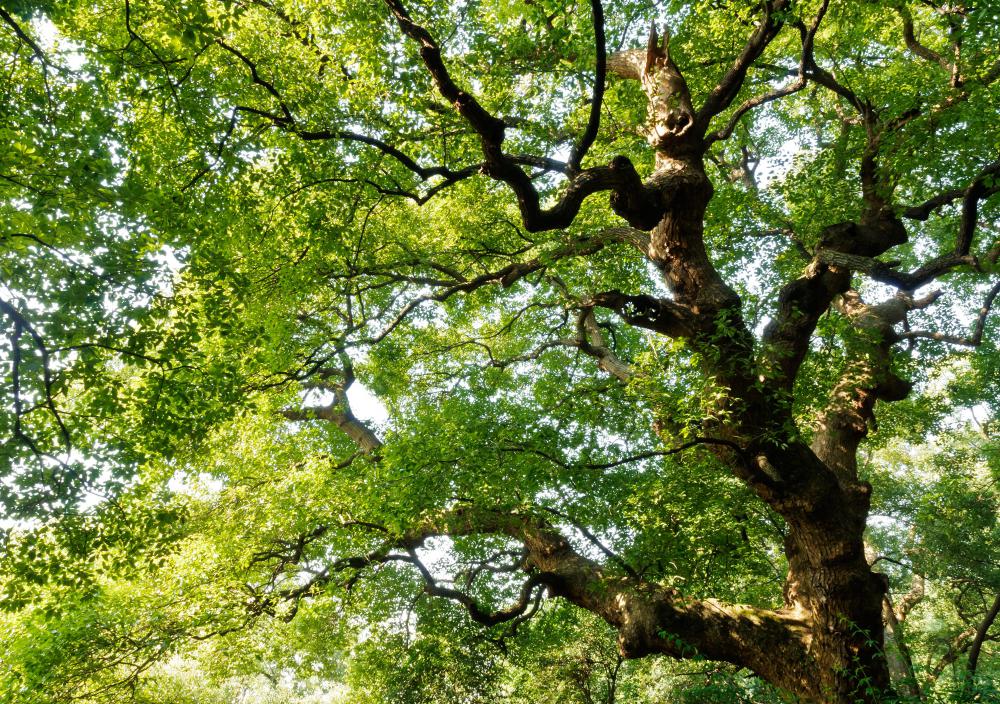 Environmental planners work on eco-conscious landscape designs.