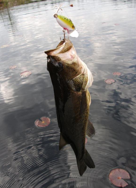 Nightcrawlers might be used as bait to catch largemouth bass.